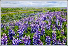 Campo de lupinas