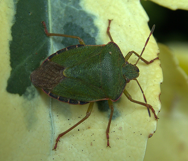 Green Shield Bug