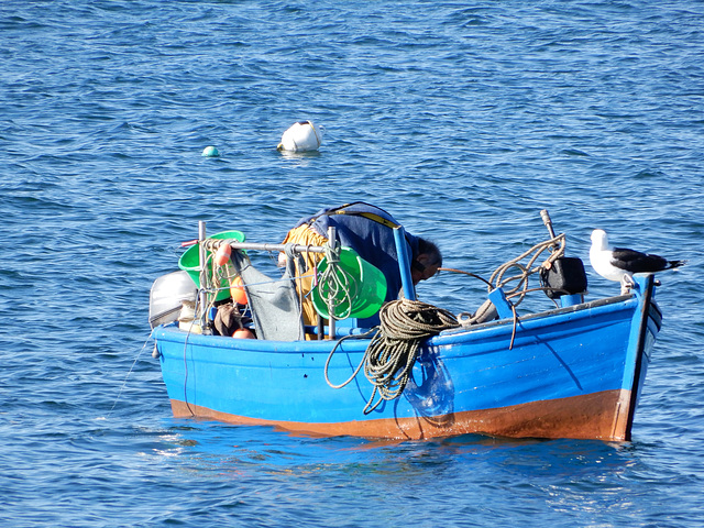 le pêcheur et le goeland,