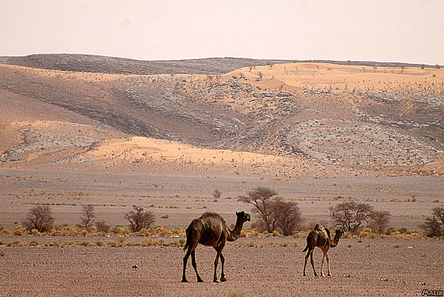 Dans le Sahara Algérien.