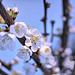 Aprikosenblüten (PicinPic)