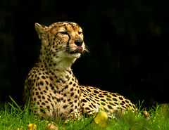 Cheetah
