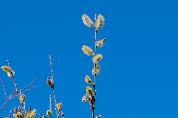 Goat Willow-DSZ0929