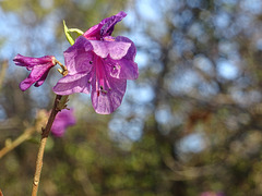 Rhododendron muccronulatum