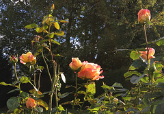 Roses d'octobre