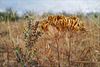 Thapsia transtagana, Canafrecha. Penedos, Thirsty Land poetry