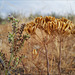 Thapsia transtagana, Canafrecha. Penedos, Thirsty Land poetry