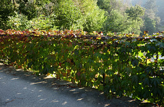 decorated fence