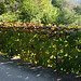 decorated fence