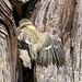 Around The Blue Tit Nest 11