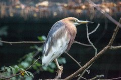 20140926 5399VRAw [D~SFA] Vogelpark, Walsrode