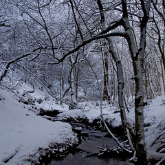 Snowy Limb Brook 2