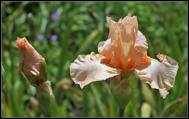 Libellule rose du B (5)