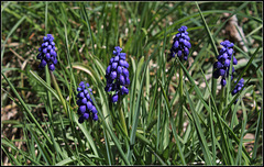 Muscari (1)