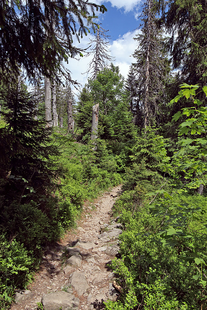 Feldberg - Emil-Thoma-Weg - Abstieg zum Feldsee (7)