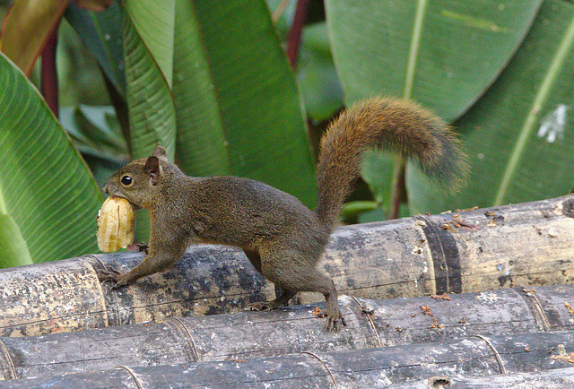 Squirrel EF7A6576