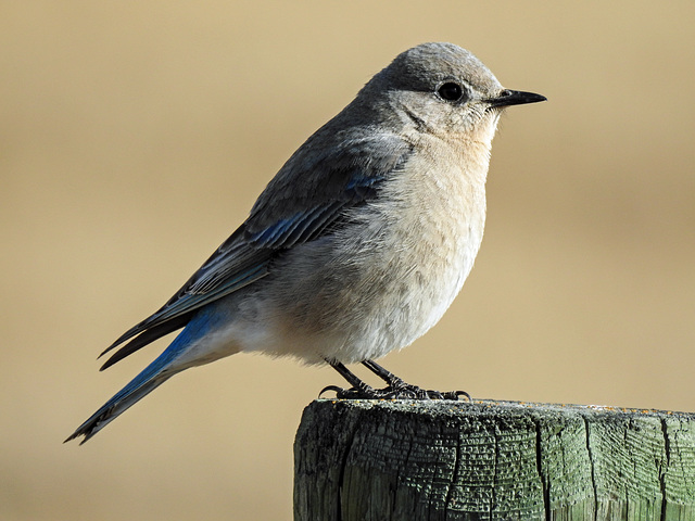 Mountain Bluebird female