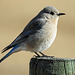 Mountain Bluebird female