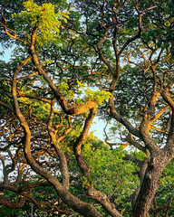 late in the day near Kapiolani Park