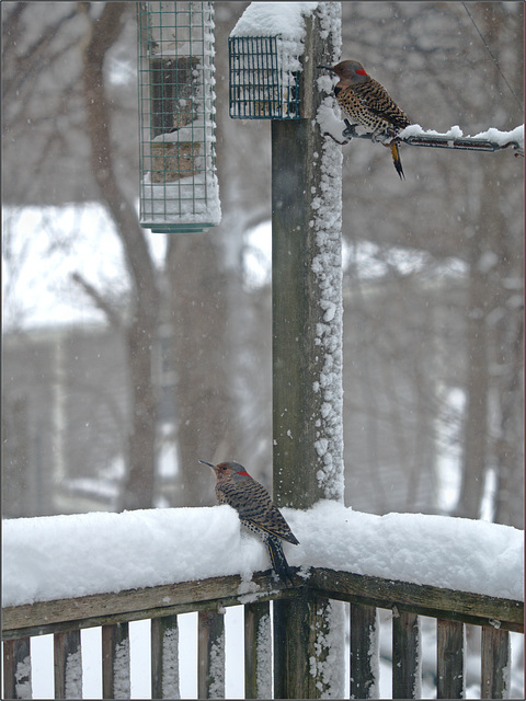 Flickers flocking in the flocons