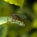 Green Shield Bug