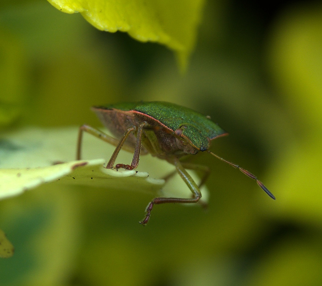 Green Shield Bug