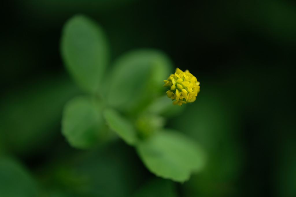 DSCF1148