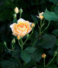 Rosenstrauch