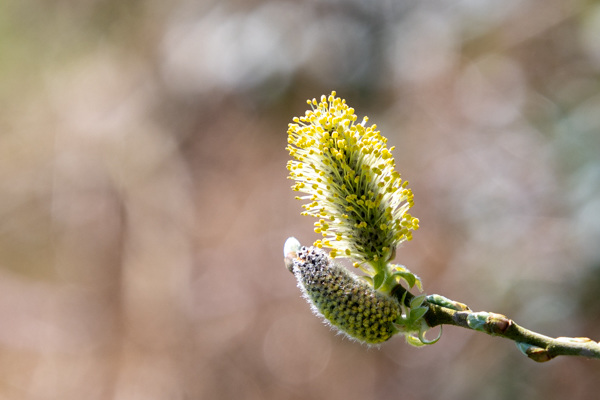 Goat Willow-DSZ0933