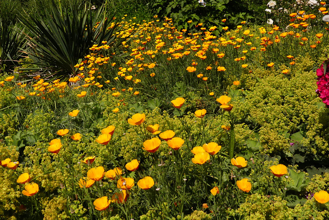 Island-Mohn