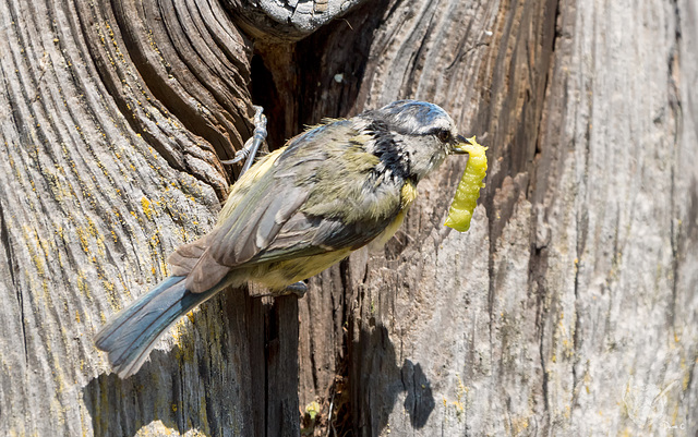 Around The Blue Tit Nest 12
