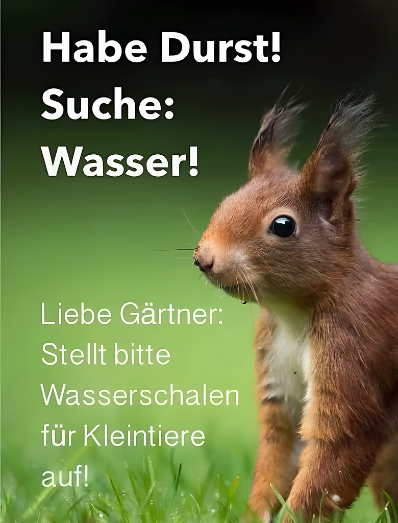 Eichhörnchen