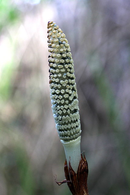 Northern Giant Horsetail