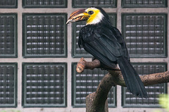 20140926 5400VRAw [D~SFA] Vogelpark, Walsrode