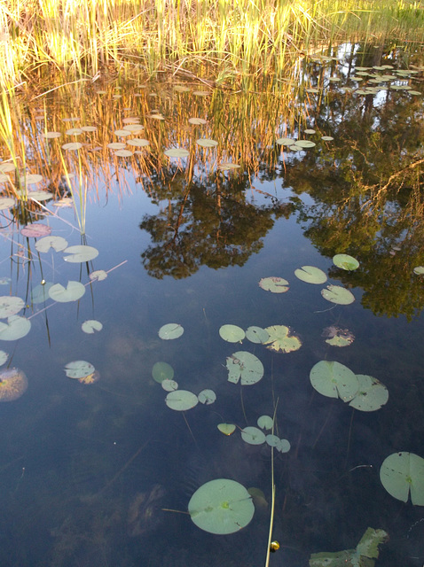 Cecile's lillies / Les nénufars de Cécile