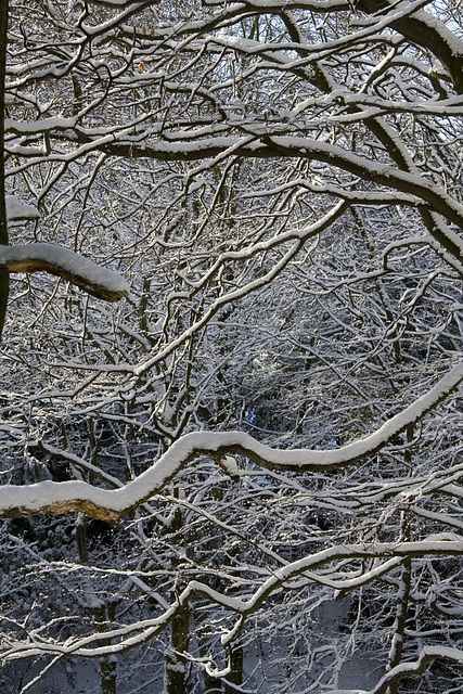 Snowy branches