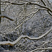 Snowy branches