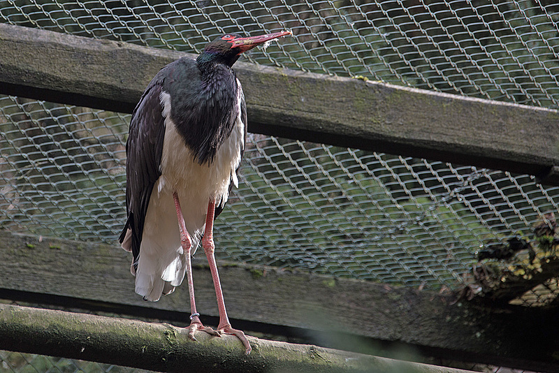 20160303 0148VRAw [D~BI] Schwarzstorch (Ciconia nigra), Tierpark Olderdissen, Bielefeld