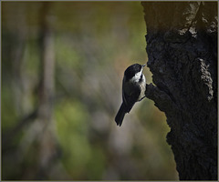 Chickadee eating spanworms