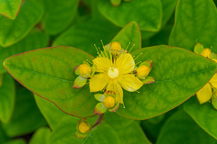 Hypericum inodorum magical Beauty "Kolmbeau"