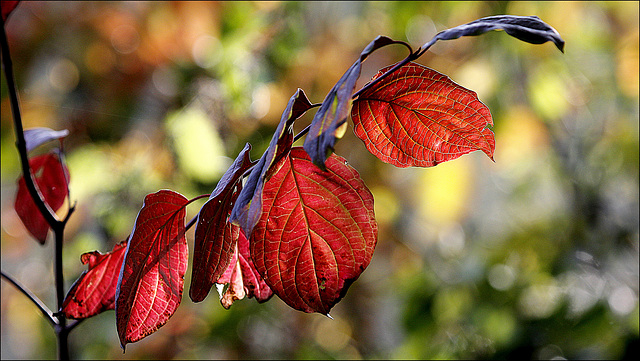 L'automne s'affiche