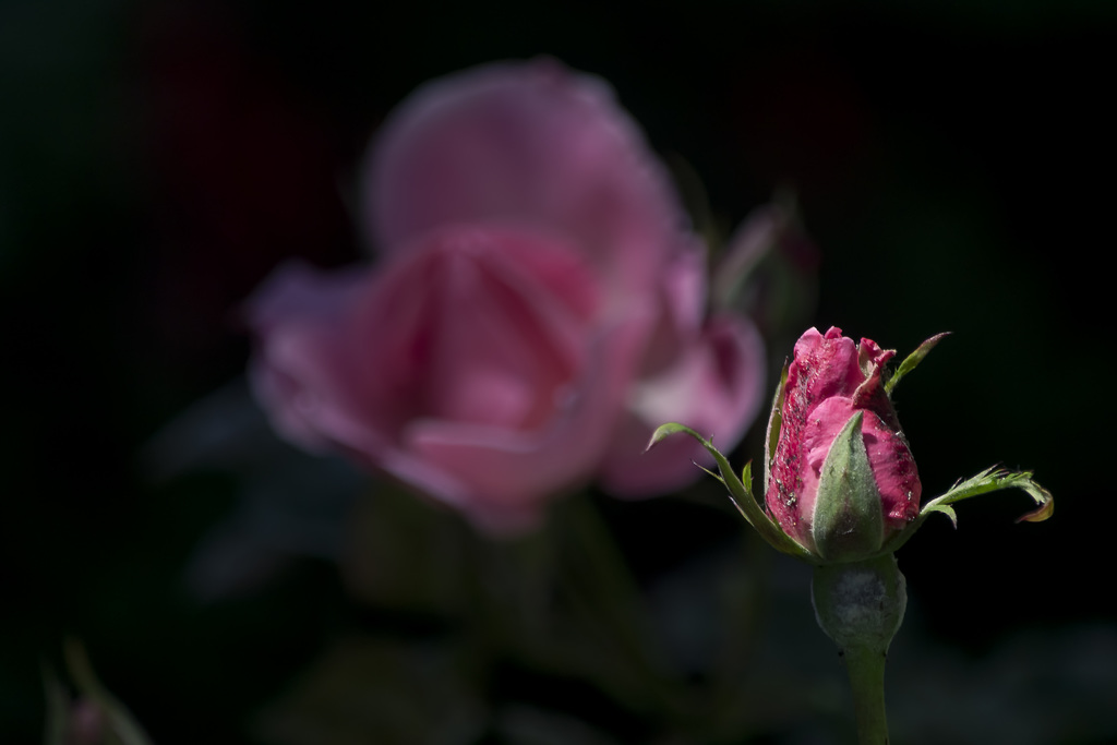 La primavera da paso al estío. Feliz verano, amigos de iPernity