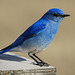 Mountain Bluebird male