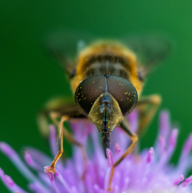 Fly close up