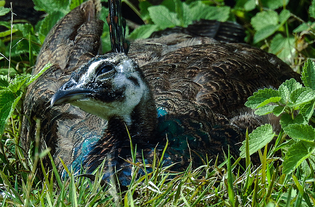 20190911 6355CPw [D~OH] Pfau (Pavo cristatus), Timmendorfer Strand