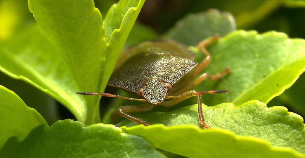 Green Shield Bug