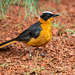 White crowned robin chat