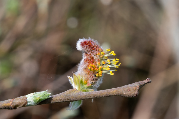 Goat Willow-DSZ1666