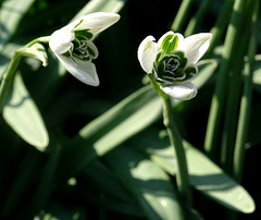 Blüten im Berggarten / Hannover Herrenhausen