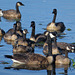 A gaggle of geese on a pond
